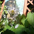 Epimedium pauciflorum