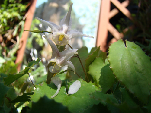 Epimedium pauciflorum