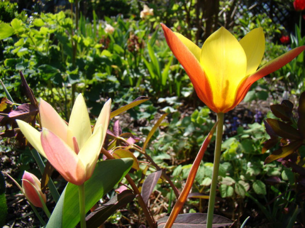 Tulipa clusiana var. chrysantha