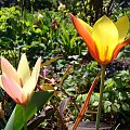 Tulipa clusiana var. chrysantha