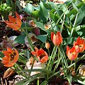 Tulipa 'Little Princess'