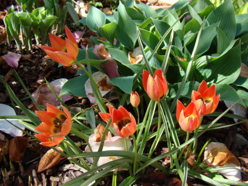 Tulipa 'Little Princess'