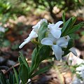 Daphne cneorum 'Pygmaea Alba'