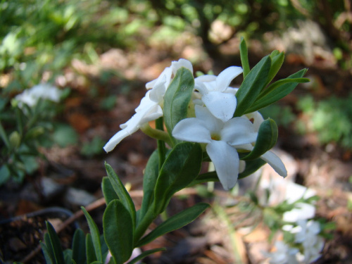 Daphne cneorum 'Pygmaea Alba'