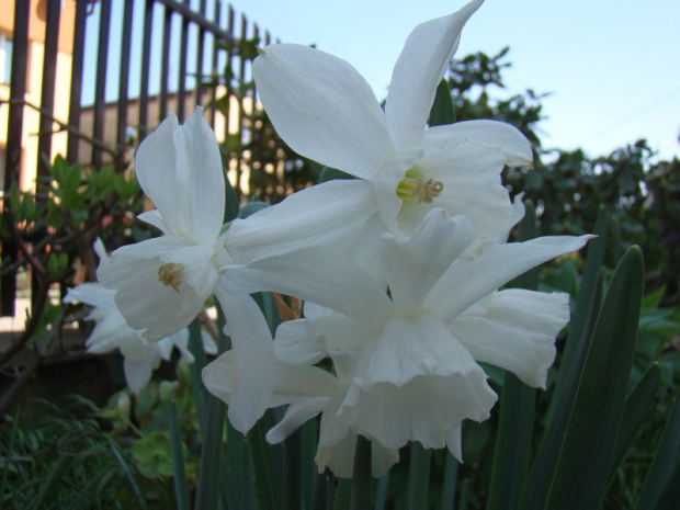 Narcissus 'Thalia'