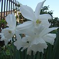 Narcissus 'Thalia'