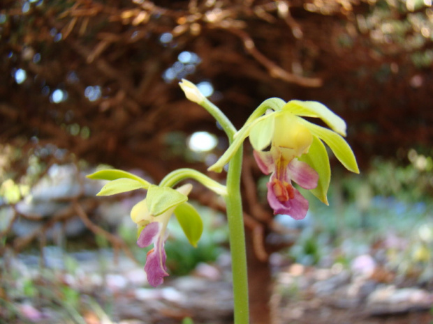 Calanthe discolor