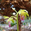 Calanthe discolor