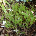 Epimedium 'Creeping Yellow'