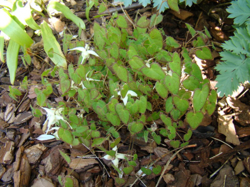 Epimedium 'Creeping Yellow'