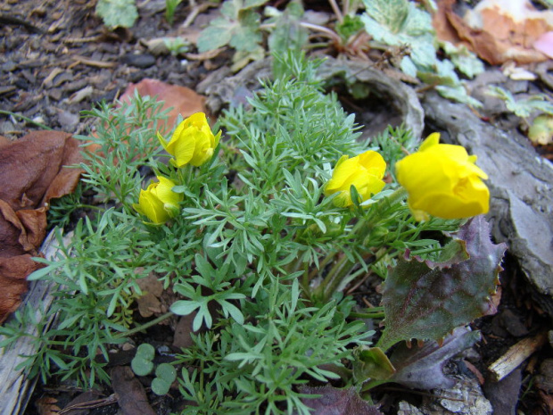 Manunculus millefoliatus