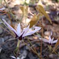 Epimedium fargesii 'Pink Constellation'