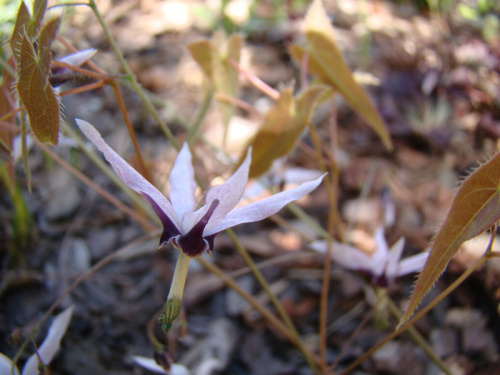 Epimedium fargesii 'Pink Constellation'