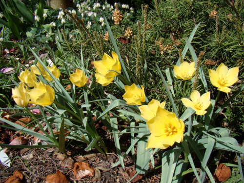 Tulipa batalinii