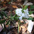 Daphne cneorum 'Pygmaea Alba'