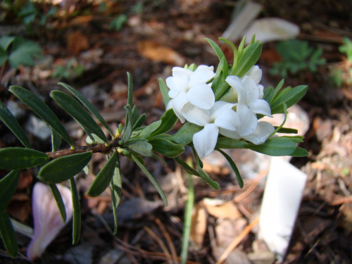 Daphne cneorum 'Pygmaea Alba'