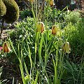 Fritillaria acmopetala