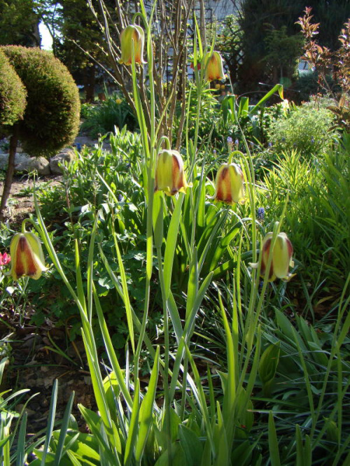 Fritillaria acmopetala