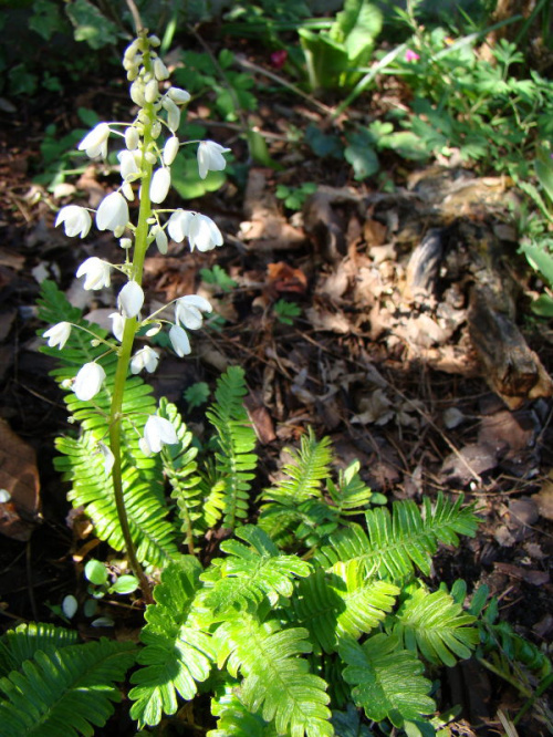 Pteridophyllum racemosum