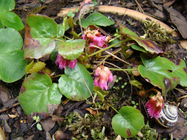 Shortia soldanelloides