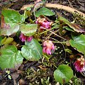 Shortia soldanelloides