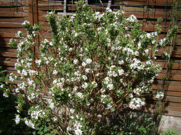 Daphne x burkwoodii 'Astrid'