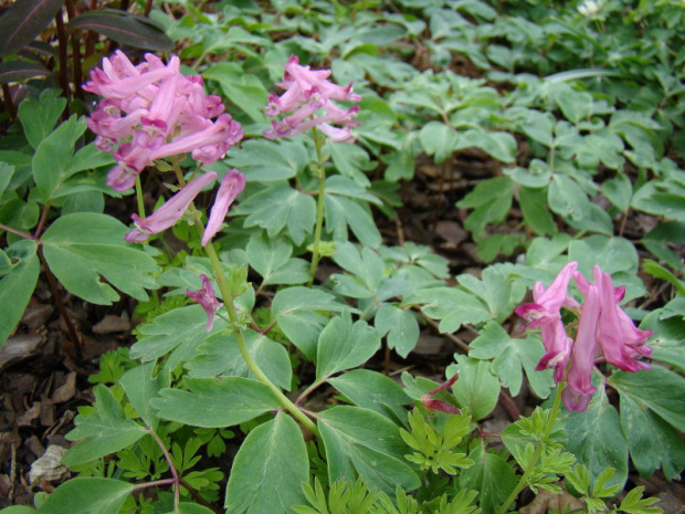 Corydalis buschii