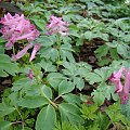 Corydalis buschii