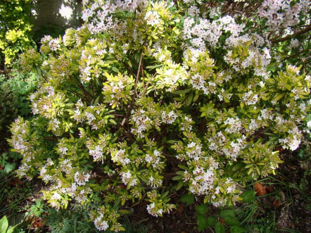 Daphne x burkwoodii 'Golden Treasure'