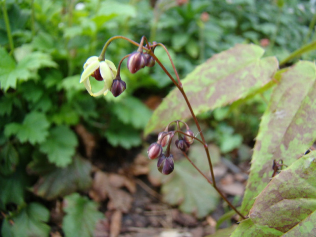 Epimedium 'Domino'