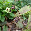 Epimedium 'Domino'