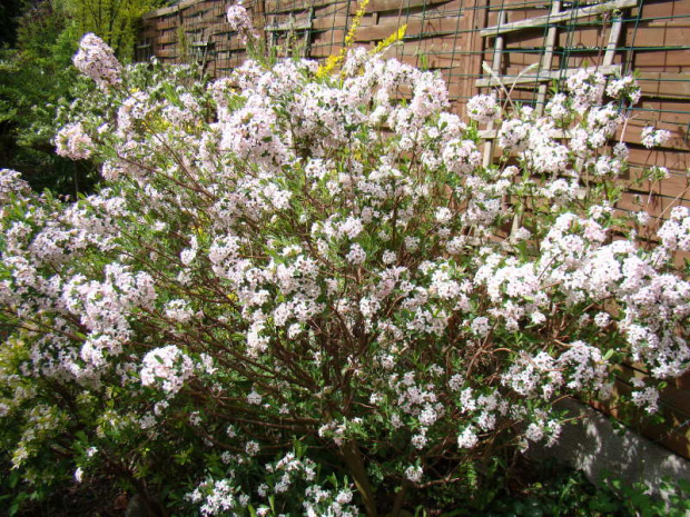 Daphne x burkwoodii 'Somerset'