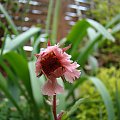 Geum 'Pink Fluffy'