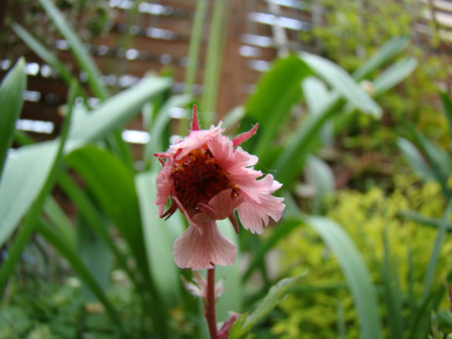 Geum 'Pink Fluffy'