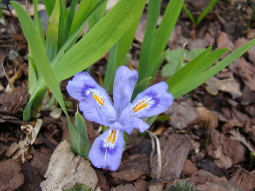 Iris cristata