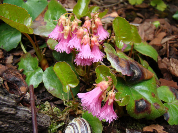 Shortia soldanelloides