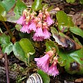 Shortia soldanelloides