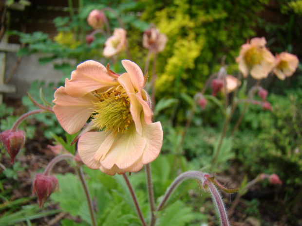 Geum 'Mai Tai'