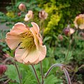 Geum 'Mai Tai'