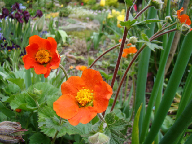 Geum coccineum