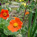 Geum coccineum