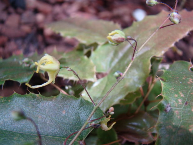 Epimedium franchetii