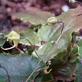 Epimedium franchetii