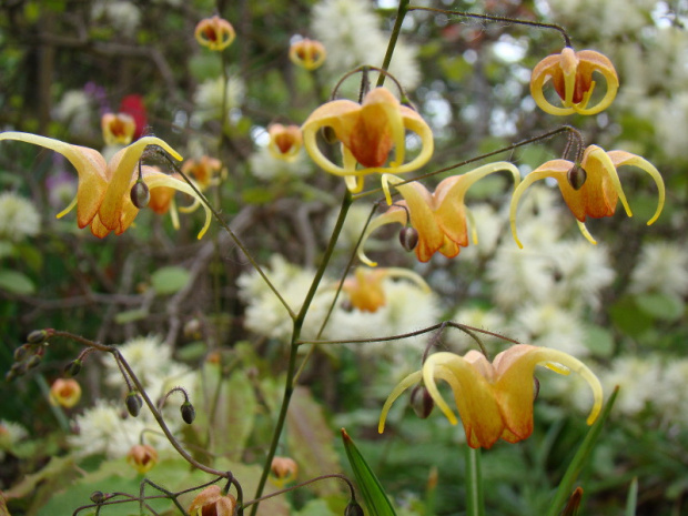 Epimedium 'Amber Queen'