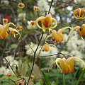 Epimedium 'Amber Queen'