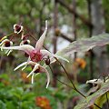 Epimedium 'Domino'