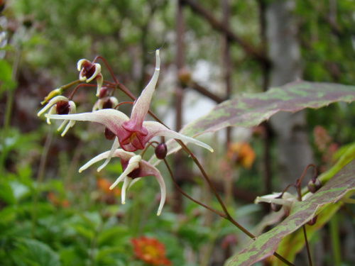 Epimedium 'Domino'