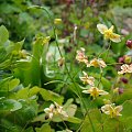 Epimedium 'Black Sea'