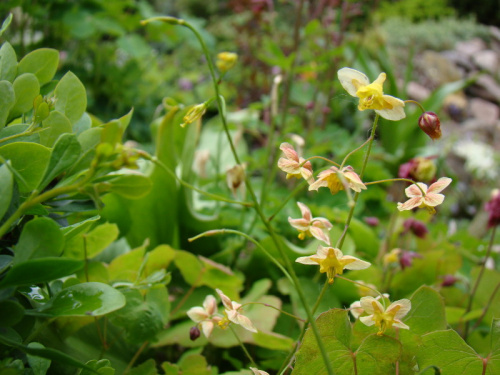 Epimedium 'Black Sea'