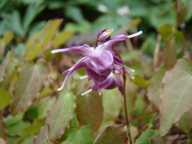 Epimedium grandiflorum 'Rose Queen'